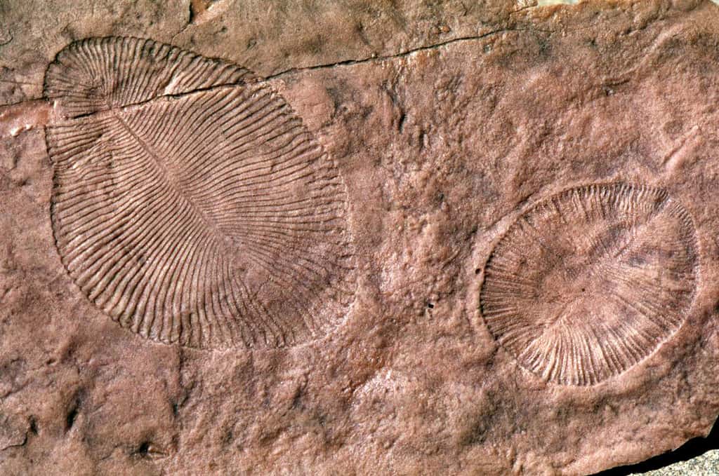 Ces fossiles de <em>Dickinsonia</em> et de <em>Parvancorina </em>ont été mis au jour sur le site d’Ediacara Hills dans le sud de l’Australie. Les paléontologues y voient des vers marins. Mais pour Gregory Retallack, ce sont plutôt des lichens terrestres datant du Précambrien. © Gregory Retallack