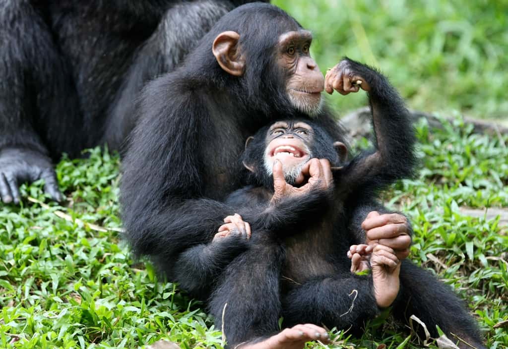 Une communauté de chimpanzés forme une grande famille. Même si les petits sont très liés à leur mère, ils passent de bras en bras et les mâles de la communauté contribuent à leur éducation. On ne sait jamais : dans le lot, il y a peut-être le leur... © Shiny Things, Fotopédia, cc by 2.0