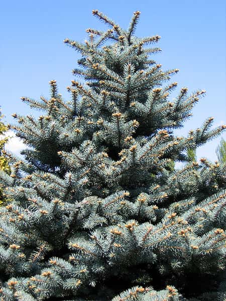 <em>Picea pungens</em> « Montgomery » de Pologne, un conifère de la famille des pinacées. On le surnomme sapin bleu du Colorado car c’est dans cette région des États-Unis qu’un botaniste, Charles Parry, le découvrit en 1862. © Nova, <em>GNU Free Documentation License</em>, Version 1.2