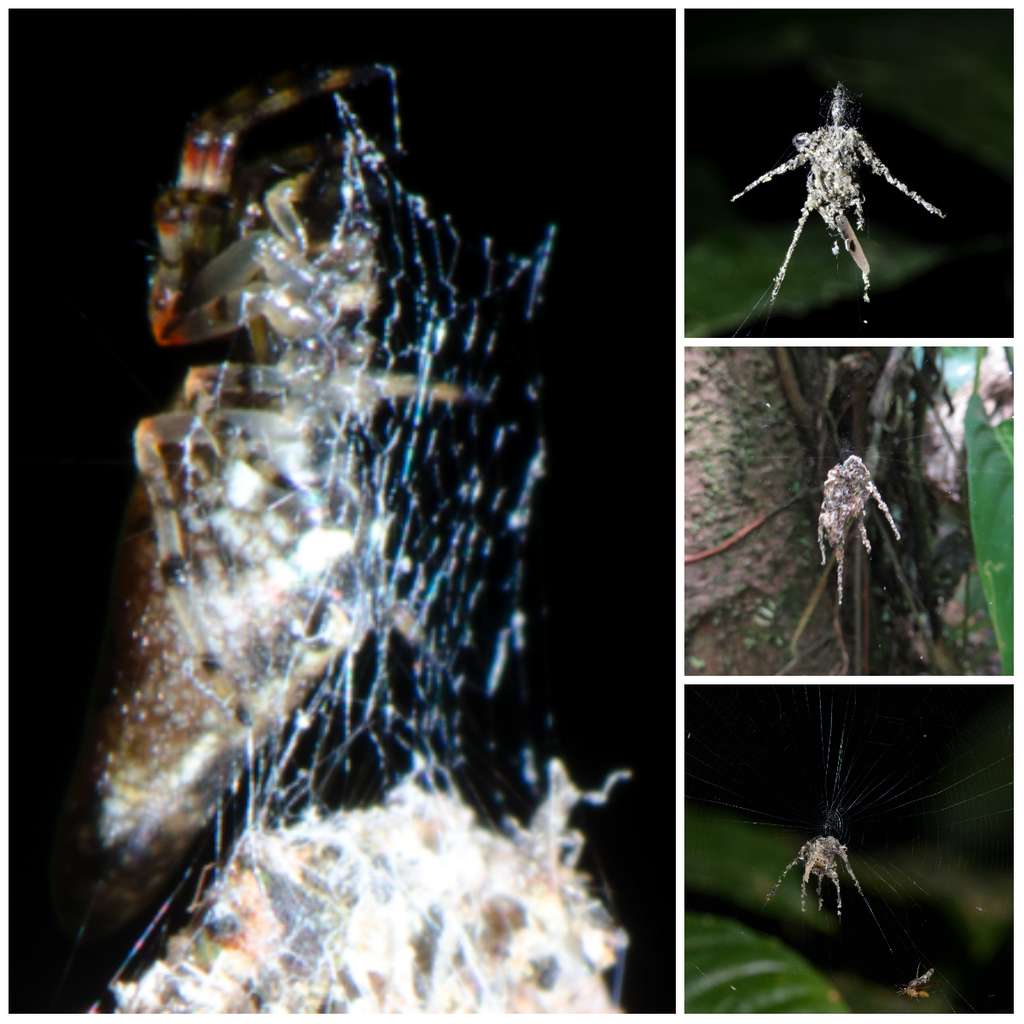 Les trois araignées de droite sont des fausses. Elles ont été construites par ce qui semble être une nouvelle espèce de <em>Cyclosa </em>(à gauche). Les membres de ce genre vivent principalement dans des milieux boisés. © Jeff Cremer, Phil Torres