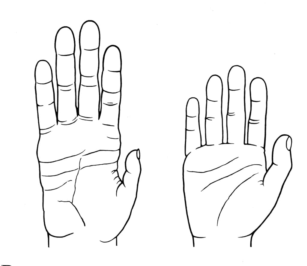 La main de l'Homme (à droite) est plus courte que celle de son cousin le chimpanzé (à gauche). Chez les grands singes, la paume et les doigts sont en général plus longs, à l'exception du pouce. © Denise Morgan, université d’Utah