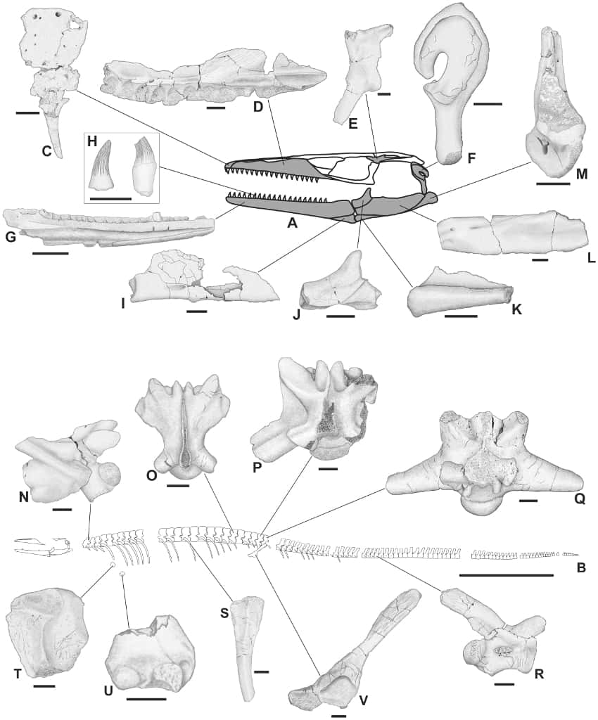 Anatomie du <em>Pannoniasaurus inexpectatus</em>, un mosasauridé d'eau douce, trouvé en Hongrie. Cette image a été réalisée une fois terminé l'agencement des os trouvés sur le site. Certains d'entre eux sont représentés et indiqués par des lettres. Les barres d’échelle représentent 1 cm (A, et de C à V) et 1 m (B). © Makádi <em>et al.</em> 2012, <em>Plos One</em>