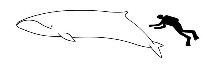 Comparaison de la taille de la baleine pygmée par rapport à celle d'un plongeur. C'est le plus petit cétacé à fanons de la planète. © Chris Huh, <em>Wikimedia Commons</em>, cc by sa 3.0