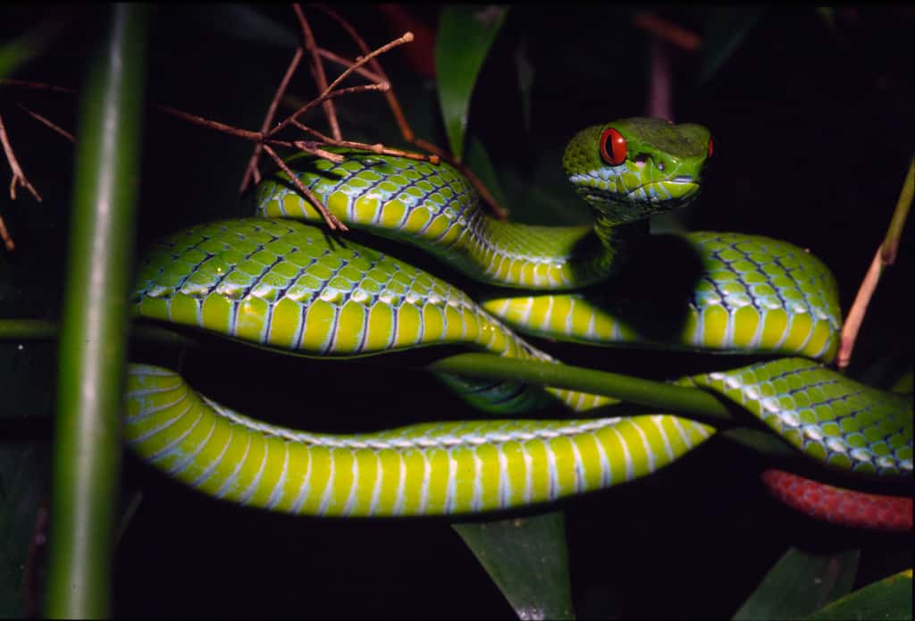 Une nouvelle espèce de serpent, la vipère verte aux yeux rubis (<em>Trimeresurus rubeus</em>) a été découverte dans les forêts près de Hô-Chi-Minh-Ville. © Peter Paul van Dijk / <em>Darwin Initiative</em>