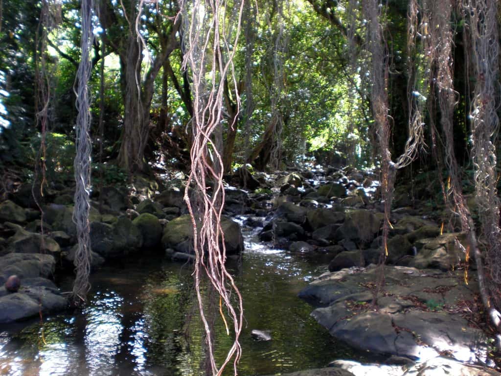 Ce cours d'eau hawaïen transporte des minéraux provenant de roches érodées. Il y en a cependant 3 à 12 fois moins que dans les eaux souterraines. L'île d'Oahu où a été prise cette photographie présente une superficie de 1.545 km². Elle abrite notamment la ville d'Honolulu. © <em>Brigham Young University</em>