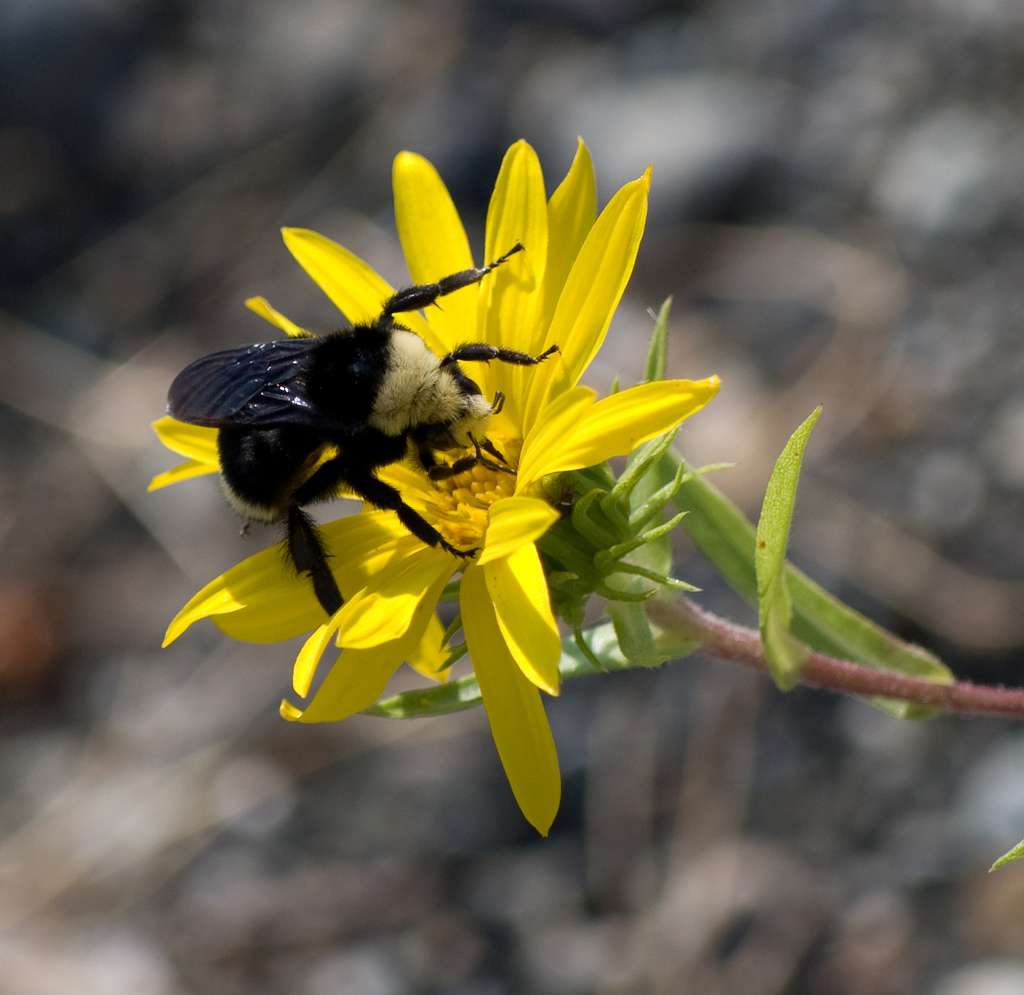 Les bourdons, comme ce <em>Bombus vosnesenskii</em>, sont de très bons pollinisateurs. Ils sont en effet plus gros et plus lourds que les abeilles et peuvent donc transporter plus de pollen. Par ailleurs, ces insectes font également mieux « vibrer » les fleurs, ce qui leur permet d’extraire une plus grande quantité de matière nutritive. © wrygrass2, Flickr, cc by nc sa 2.0