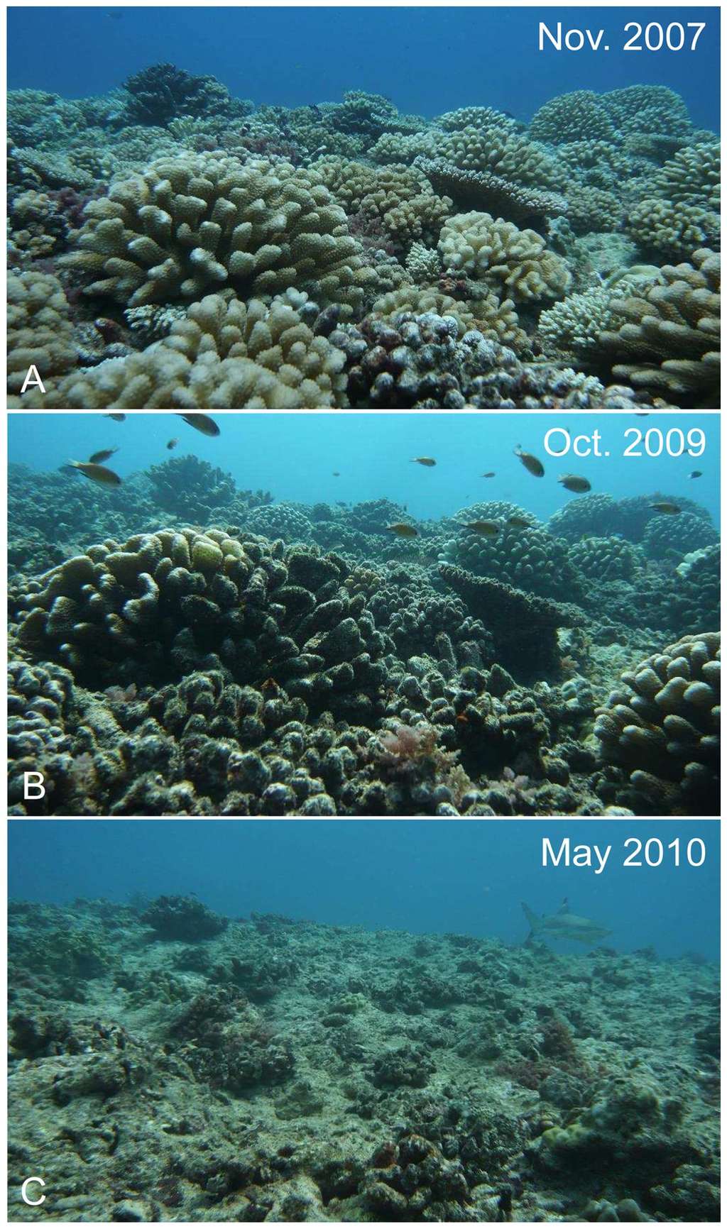 Disparition du récif de Moorea. Sur l'image du haut (A), les récifs sont couverts de coraux à 40 %. L'image du milieu (B) montre que les algues ont colonisé les squelettes des coraux tués par Acanthaster planci. La couverture corallienne n'est plus que de 10 %. Sur l'image du bas (C), les coraux partiellement morts ont été emportés lors du passage d'un cyclone, il reste moins de 5 % du récif. © Mohsen Kayal, Plos One