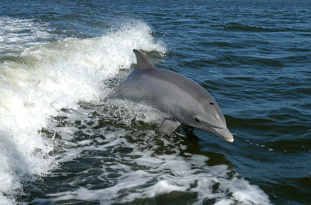 Le grand dauphin (<em>Tursiops truncatus)</em> est présent dans tous les océans. C'est le dauphin le plus commun et le mieux connu de l'Homme. © Nasa