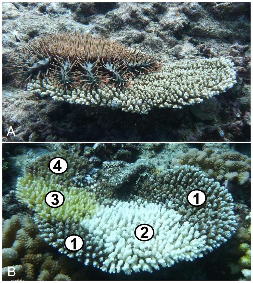 Sur l'image du haut (A), une <em>Acanthaster planci</em> sur un corail tabulaire <em>Acropora</em>. Sur l'image du bas (B) un corail est partiellement détruit par l'<em>Acanthaster planci</em>. Les zones (1) montrent les parties encore en vie du corail. En (2), le corail fraîchement tué par l'étoile de mer (mois d’un jour après l'invasion). En (3), une zone récemment tuée, avec un début de colonisation d'algues et de cyanobactéries (environ 10 jours après l'invasion). En (4) la partie morte est couverte d'algues (plus de trois semaines après l'invasion). © Mohsen Kayal, <em>Plos One</em>