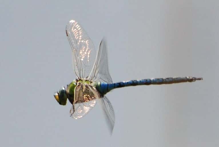 Les libellules peuvent réaliser de véritables prouesses en vol. Certains de ces insectes atteignent une vitesse de pointe de 36 km/h à l’horizontale, contre 22 km/h pour le frelon, et 5,4 km/h à la verticale, contre 1,44 km/h au plus pour les autres insectes volants. © bpmm, Flickr, cc by nc nd 2.0