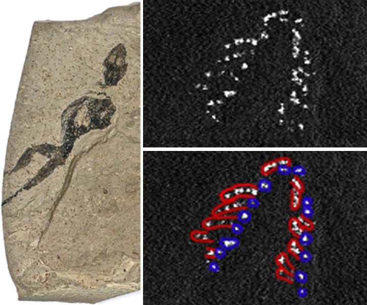 L'image de gauche montre le lézard fossilisé retrouvé dans la formation de la Green River (États-Unis). Lorsque les chercheurs ont envoyé des rayons X sur le fossile de peau de lézard, ils ont découvert des taches avec des concentrations élevées de phosphore (points blancs, en haut à droite) qu'ils interprètent comme les vestiges chimiques de dents (les dents des deux mâchoires sont présentées respectivement en rouge et en bleu, en bas à droite). © Edwards <em>et al.</em>, <em>Applied Physics A: Materials Science &amp; Processing</em>