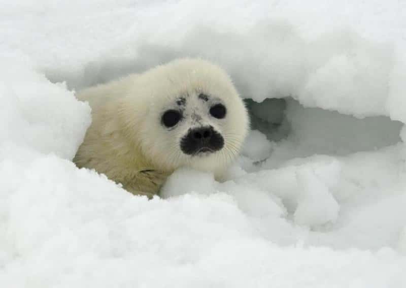 Les bébés phoques annelés vivent dans de petites grottes dans le cercle Arctique. Un phoque annelé peut vivre jusqu'à 25 ans, mais le changement climatique qui modifie l'étendue de la couverture de glace menace fortement ces populations animales. © Michael Cameron, NOAA, <em>Alaska Fisheries Science Center</em>