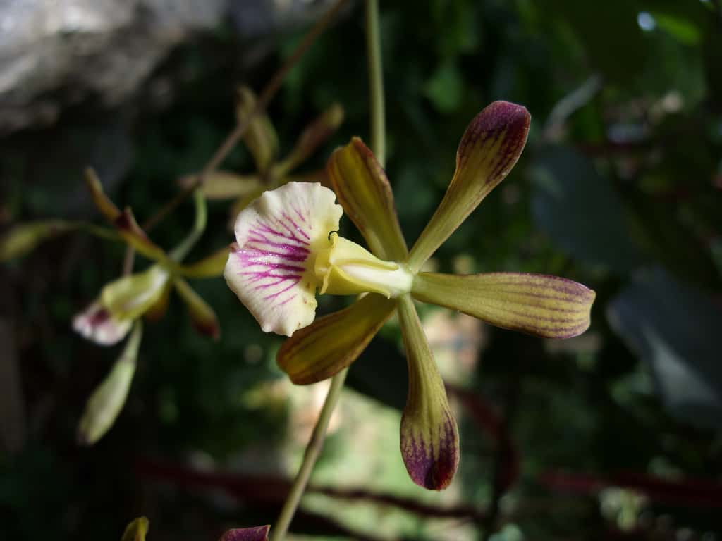 Voici <em>Encyclia navarroi</em>,<em> </em>une espèce d'orchidée découverte au parc national Alejandro de Humboldt de Cuba. Les scientifiques ont recensé entre 25.000 et 30.000 espèces d’orchidées différentes. © Angel Vale