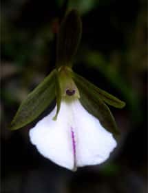 La délicate <em>Tetramicra riparia</em> ressemble par plusieurs aspects à des orchidées de l'île voisine d'Hispaniola. © Angel Vale