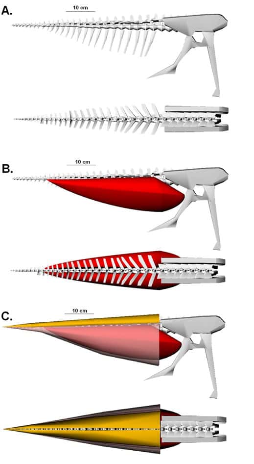 Modèle digital de l’ostéologie caudale et de la musculature d’un oviraptosaure <em>Khaan mckennai</em>. Les trois étapes de la reconstitution sont affichées en vue latérale droite puis en vue dorsale. En A, les os ont été recréés à partir d’observations. Le pygostyle constitue l’extrémité gauche, sur environ 10 cm. En B, le muscle <em>m. caudofemoralis longus </em>(en rouge) a été ajouté au modèle. En C, tous les autres muscles ont été remis en place : le <em>M. spinalis</em><em>/M. longissimus (en jaune) et le M. ilio-ischiocaudalis </em>(en rose). © Persons <em>et al.</em>, 2013, <em>Acta Palaeontologica Polonica</em>