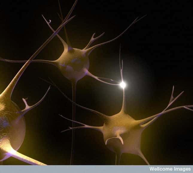 La mémoire passe par les neurones, et obligatoirement par les connexions qui les réunissent : les synapses. Seulement, même chez les souris qui n'expriment pas la PKMzeta, les synapses ne présentent aucun signe d'altération... © Emily Evans, Wellcome Images, Flickr, cc by nc nd 2.0