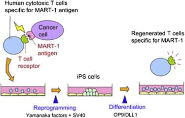 Ce schéma reprend les différentes étapes clés de la différenciation cellulaire dans cette expérience. Les lymphocytes T cytotoxiques spécifiques à MART-1 (<em>Human cytotoxic T cells specific for MART-1 antigen</em>) présentent un récepteur (<em>T cell receptor</em>) particulier schématisé en vert. Après reprogrammation en CSPi (<em>iPS cells</em>), croissance puis différenciation, les nouveaux lymphocytes T présentent toujours le même récepteur. © Kawamoto <em>et al.</em>, <em>Cell Stem Cell</em>