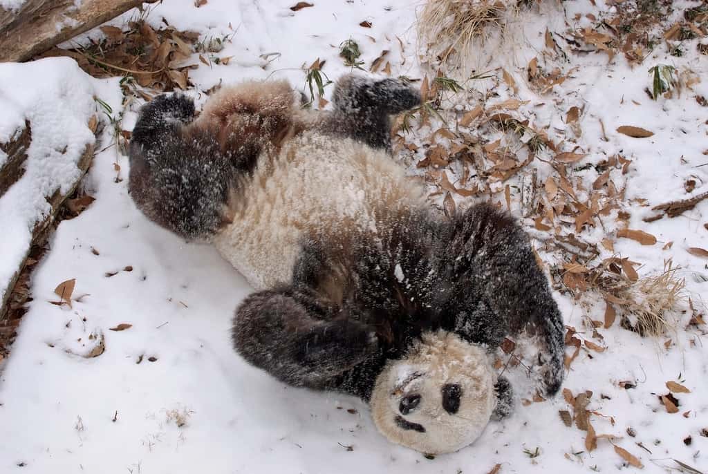 Le panda géant n'est pas le seul mammifère à produire naturellement une cathélicidine. L'Homme en sécrète également, comme les souris, les rats, les lapins et les chiens. © <em>Smithsonian's National Zoo</em>, Flickr, cc by nc nd 2.0