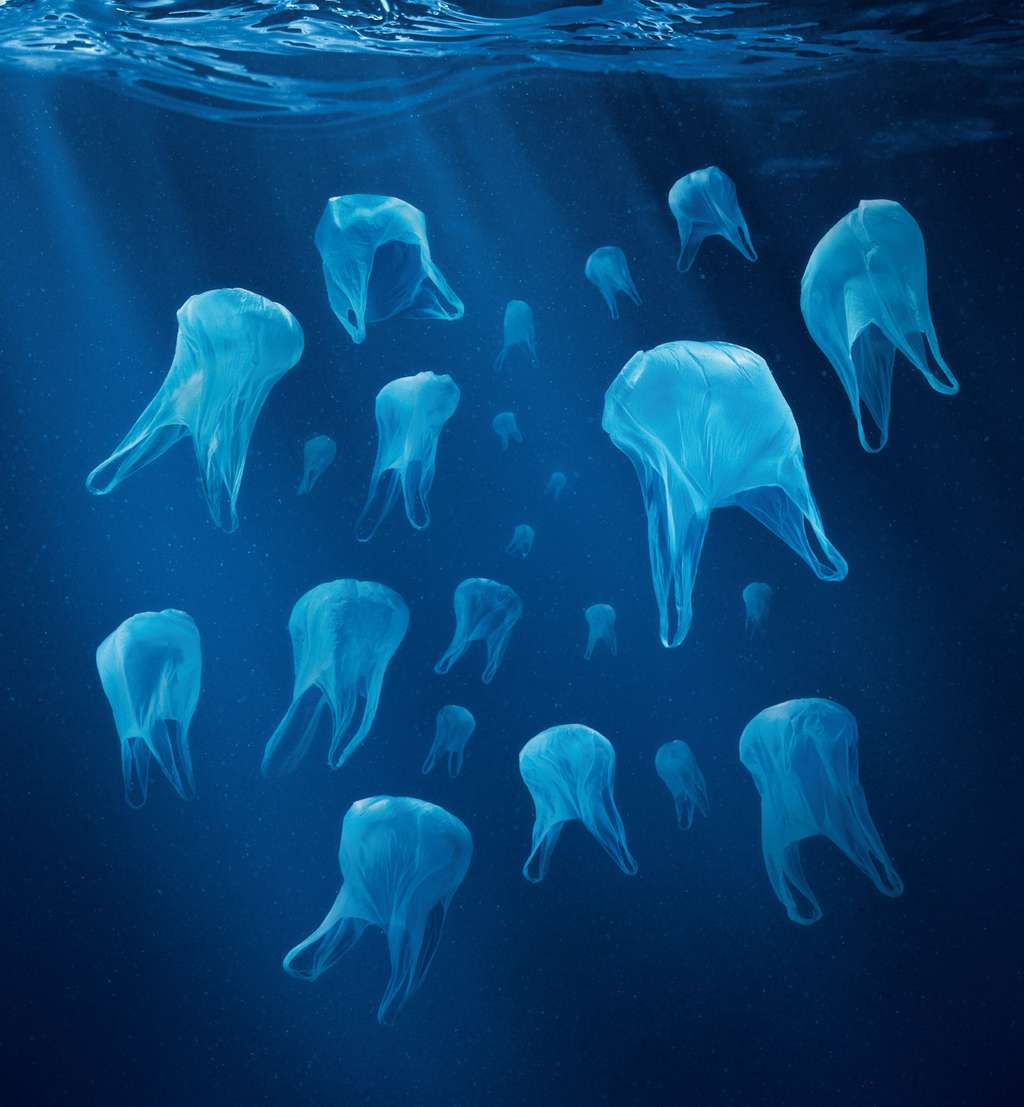 De nombreux animaux confondent les sachets flottants dans l'eau avec des méduses. Les macrodéchets (sacs, bouteilles, boîtes, etc.) ne constitueraient que 20 % de l'ensemble des objets en plastique flottant dans les océans. Ils se dégraderont un jour en microplastiques puis en nanoplastiques, causant alors des dégâts invisibles. Actuellement, 12 % des poissons de la mer du Nord porteraient des déchets dans l'estomac. Plus de 50 % d'entre eux seraient des plastiques. © <em>Surfrider Foundation</em>