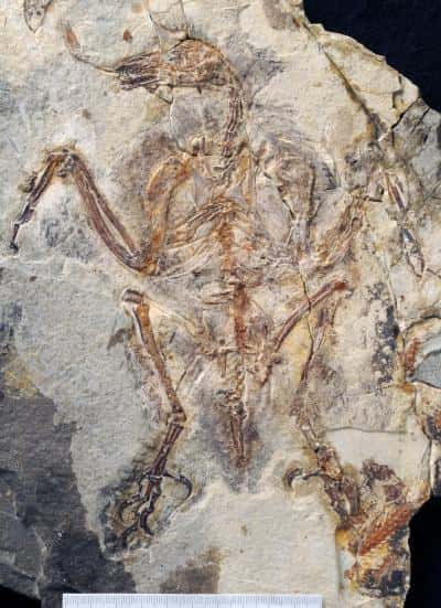 Le fossile du <em>Sulcavis geeorum </em>tel qu'il est apparu après avoir été préparé. La barre d'échelle en bas représente 10 cm. Cet oiseau préhistorique a vécu voilà 121 à 125 millions d'années dans la Chine actuelle. © Stephanie Abramowicz