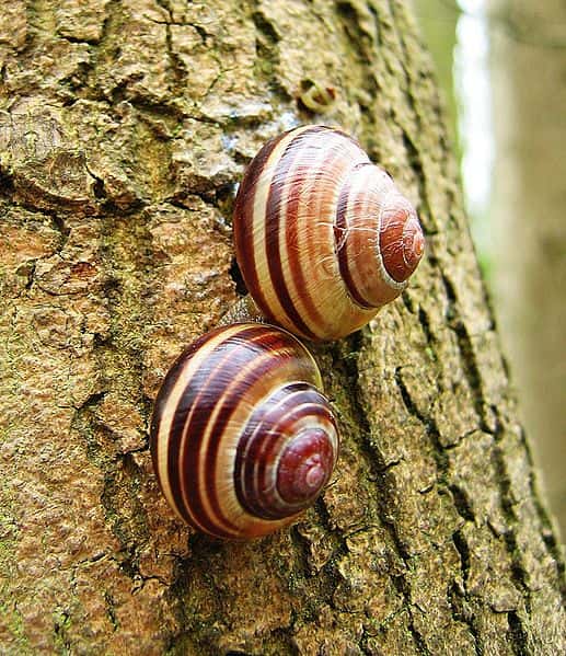Les escargots sont hermaphrodites, ce qui veut dire qu'ils possèdent des gamètes mâles et femelles. Ils pratiquent la fécondation croisée et, semble-t-il, y prennent du plaisir... © Andrew Dunn, Wikipédia, cc by sa 2.5