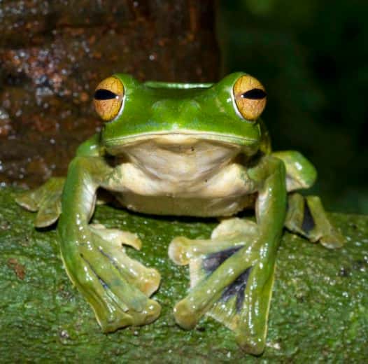 Voici Hélène, la grenouille arboricole, surnommée « la grenouille volante ». © <em>Australian Museum</em>