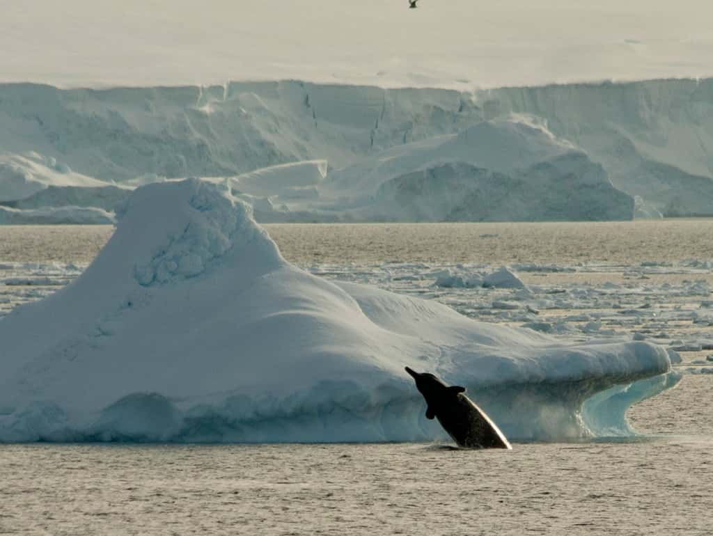 Les baleines à bec d'Arnoux, <em>Berardius arnuxii,</em> peuvent mesurer jusqu'à 9 m et ont un comportement grégaire. Elles nagent jusqu'à 7 km sous la couverture de glace et se trouvent partout dans le Pacifique Sud. © Soler97, cc by-sa 3.0