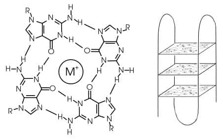 Le G-quadruplexe (à gauche) est constitué de quatre molécules de guanine fixées les unes aux autres comme des enfants formant une ronde. La structure est stabilisée par un cation, un ion positif (ici représenté par M<sup>+</sup>) qui peut être un ion potassium ou sodium. Ces G-quadruplexes, de forme plane et à peu près carrée, peuvent former des sortes d'étagères (à droite) aux coins desquelles vient se fixer un brin d'ADN (ligne noire) qui se replie trois fois. On obtient ainsi ce qui semble être quatre brins parallèles. © Domaine public