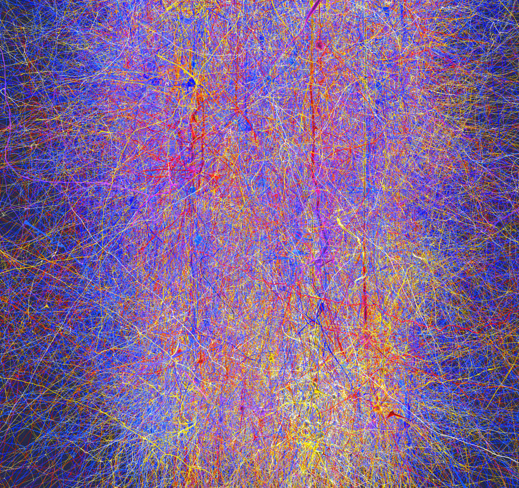 Une simulation partielle d'un cerveau de rat, obtenu lors d'une phase préliminaire du HBP, en 2008. La simulation contenait 10.000 neurones virtuels connectés entre eux par 30 millions de synapses et des kilomètres de fibres. Elle n'est pourtant que la reconstitution d'une seule colonne corticale, l'unité de base du cortex constituée de milliers de neurones. © EPFL