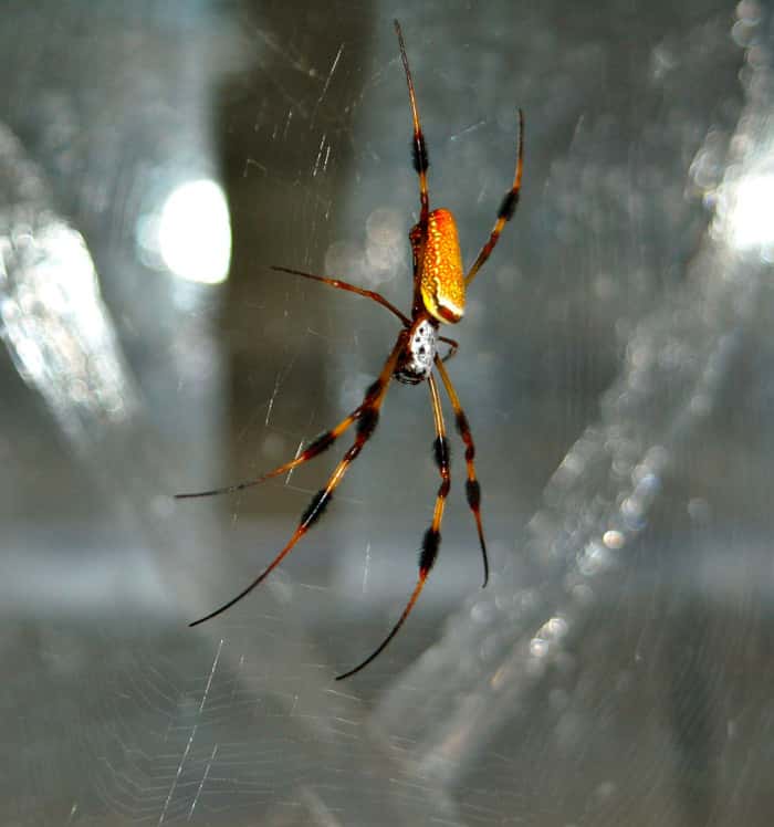 Une araignée femelle <em>Nephila clavipes</em> sur sa toile. Les propriétés mécaniques des toiles de cette espèce ont été caractérisées de manière non-invasive grâce à la diffusion Brillouin. © Jeffery Yarger