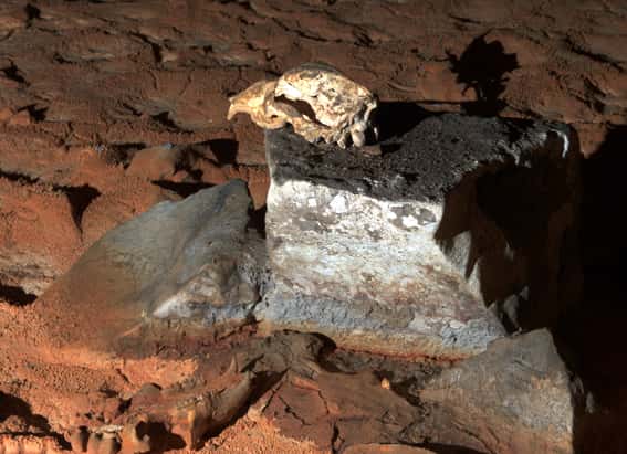 Salle du crâne. On y voit un crâne d’ours des cavernes posé sur une pierre plate. Des crânes d’ours jonchent le sol. © Jean Clottes, DR