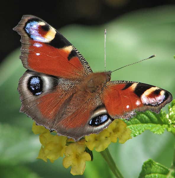 Certains papillons seraient capables de détecter un partenaire sexuel dans un rayon de 10 km grâce à leurs phéromones. Pourtant, si elles jouent un rôle indispensable dans la reproduction de ces espèces, elles ne sont pas les seules à intervenir. © Darkone, Wikipédia, cc by 2.5