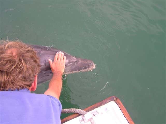 Jean Floc'h est un dauphin solitaire. Il cherche le contact avec l'Homme. Célèbre à Brest, il se laisse approcher, nage et joue avec les humains. © CNQuiberon