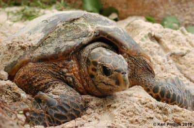 Une tortue imbriquée s'enfouit dans le sable de l'île Cousin, aux Seychelles, pour pondre. Elle ne s'accouple qu'une fois par saison et est monogame. Capable de garder le sperme durant 75 jours, elle prend le temps de constituer différents nids et pond dans chacun. Toutes les progénitures ont le même père. © Karl Phillips 