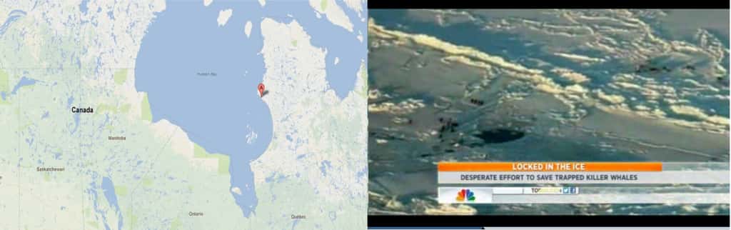 La baie d'Hudson est située au nord du Canada. Sur l'image de gauche, le point A montre le village d’Inukjuak, non loin de la zone où les orques ont été découvertes. L'image de droite montre une vue d’hélicoptère de la minuscule zone d'eau libre où les 11 orques étaient piégées. © Google Maps, NBC