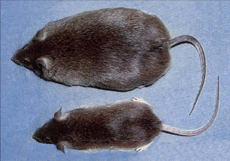 Des souris obèses ont perdu du poids grâce à un traitement à l'aide de l'amlexanox. Attention, photo non contractuelle ! © Carole Rovère, IPMC, CNRS