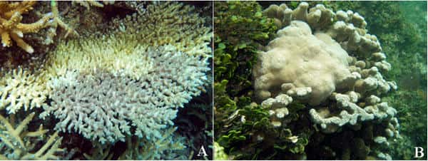 Principales maladies coralliennes dans le lagon calédonien. A : « <em>white syndrome</em> » d’<em>Acropora</em>. B : Croissance anormale de Porites. © A. Tribollet, IRD     