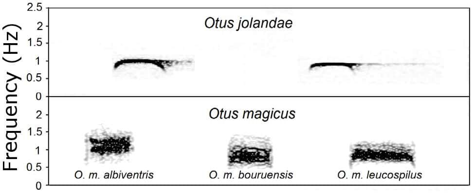Le sonogramme d'<em>Otus jolandae</em> est comparé à celui de plusieurs sous-espèces de petits-ducs mystérieux <em>Otus magicus</em>. Ces oiseaux ont un plumage identique. Ils se différencient donc grâce à leur chant, ce qui se comprend en observant ces graphiques. © Sangster <em>et al.</em>, 2013, <em>Plos One</em>