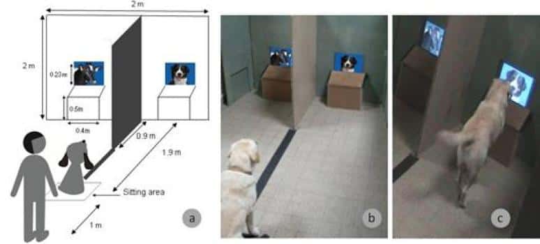 Le chien est assis devant l'expérimentateur, sur une ligne entre les deux écrans (a et b). Lorsqu'on lui en donne l'ordre, le chien exprime son choix en allant à un écran donné et met sa patte devant l'image choisie (c). © Springer Science, Business Media