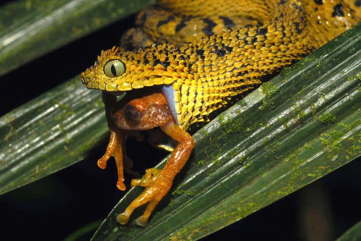 <em>Atheris ceratophora</em> est un serpent de la famille des vipéridés. C'est une espèce endémique de la Tanzanie. © Michele Menegon
