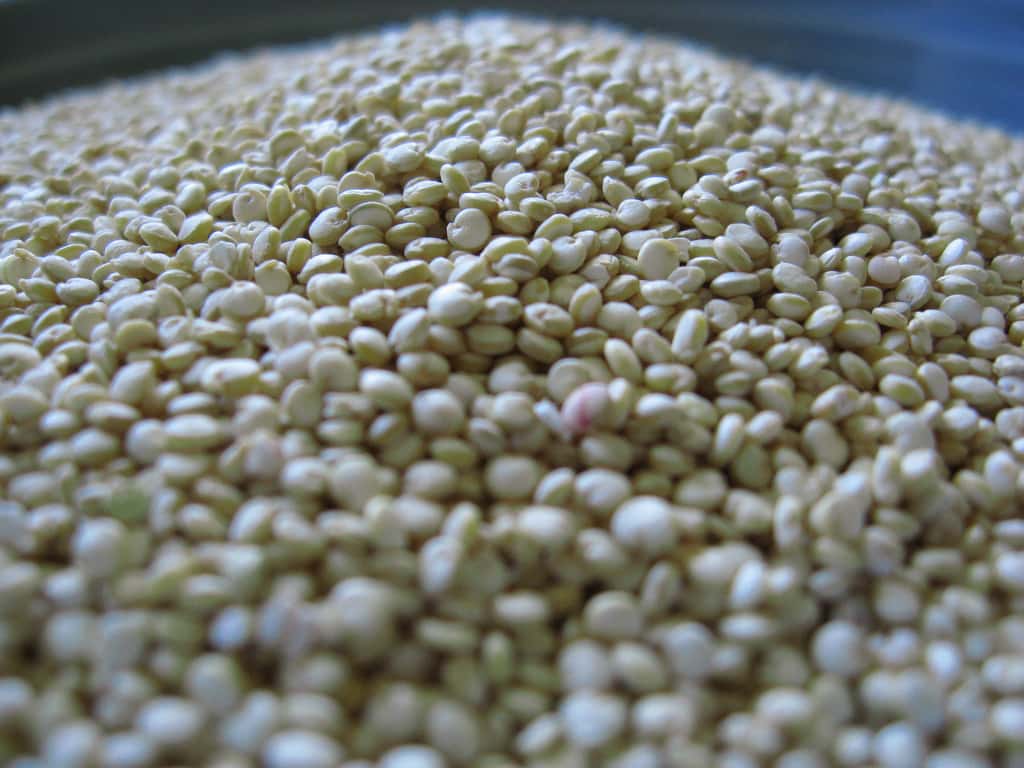 Le quinoa contient 16 à 18 % de protéines. Il se cuisine aussi bien au salé qu’au sucré. © Flickred!, Flickr, cc by nc 2.0