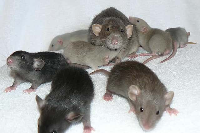 Les jeunes rats mâles produisent plus de protéine Foxp2 que les femelles, et émettent en parallèle davantage de cris d'alerte. Le seul gène aurait donc un rôle important dans le langage. © Braindamaged217, Flickr, cc by nc nd 2.0