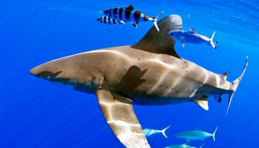 Le requin longimane nage dans les eaux des Bahamas. Il est accompagné de poissons pilotes (<em>Naucrates ductor</em>) et d'<em>Elagatis bipinnulata. © </em>Lance Jordan, Microwave Telemetry, Inc.