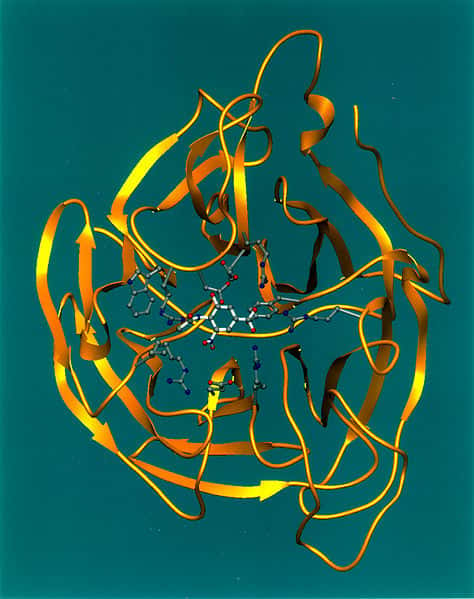 La neuraminidase, cette enzyme ici en jaune, correspond au fameux N qui accompagne toujours le nom de la souche (comme H5N1). Il en existe de neuf sortes et elle joue un rôle clé dans l'expansion du virus de la grippe. © Nasa, Wikipédia, DP