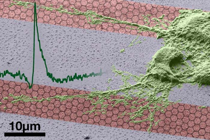 Un montage photo représentant du graphène, reconnaissable à sa structure en nid d'abeille, avec une cellule nerveuse (en vert) et un potentiel d'action (courbe verte à gauche). Le graphène sera-t-il une clé pour les implants bioniques ? © Jose Garrido