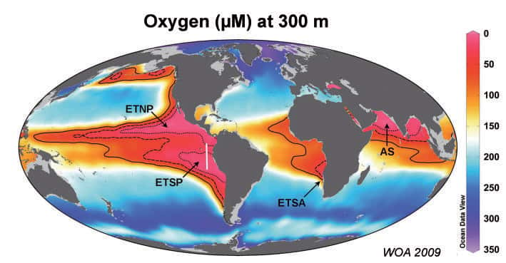 Zones océaniques de minimum d'oxygène (au niveau des flèches). La barre de couleur indique les concentrations d'oxygène dissous en µM, ou 10<sup>-6</sup> mol/L (mole par litre), à une profondeur de 300 m. Environ 30 à 50 % des pertes d'azote ont lieu dans ces zones, qui ne représentent que 0,1 % du volume de l'océan. © <em>World Ocean Atlas 2009</em>