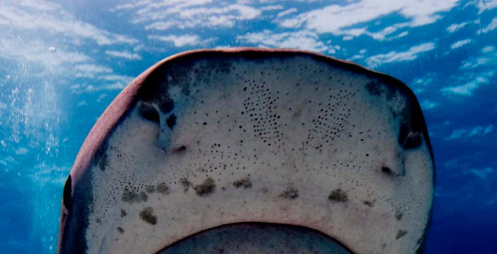 Les ampoules de Lorenzini du requin-tigre. Ce sont les petits points noirs que l'on observe sur le museau. Il s’agit de capteurs sensoriels qui permettent au requin de détecter les champs électromagnétiques et les variations de température. Grâce à ces capteurs, le requin est capable de s'orienter et de repérer des proies même enfouies dans le sable. © Albert Kok, cc by sa 3.0, Wikipédia