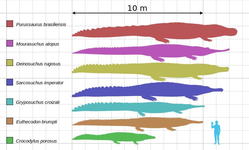 Tailles maximales des plus grands crocodyliformes anciens et actuels. La taille de l’Homme est donnée à titre indicatif. <em>Crocodylus porosus</em> vit toujours, il s'agit du crocodile marin. <em>Purussaurus brasiliensis</em> a disparu voilà huit millions d'années. © smokeybjb, <em>Wikimedia Commons</em>, cc by sa 3.0