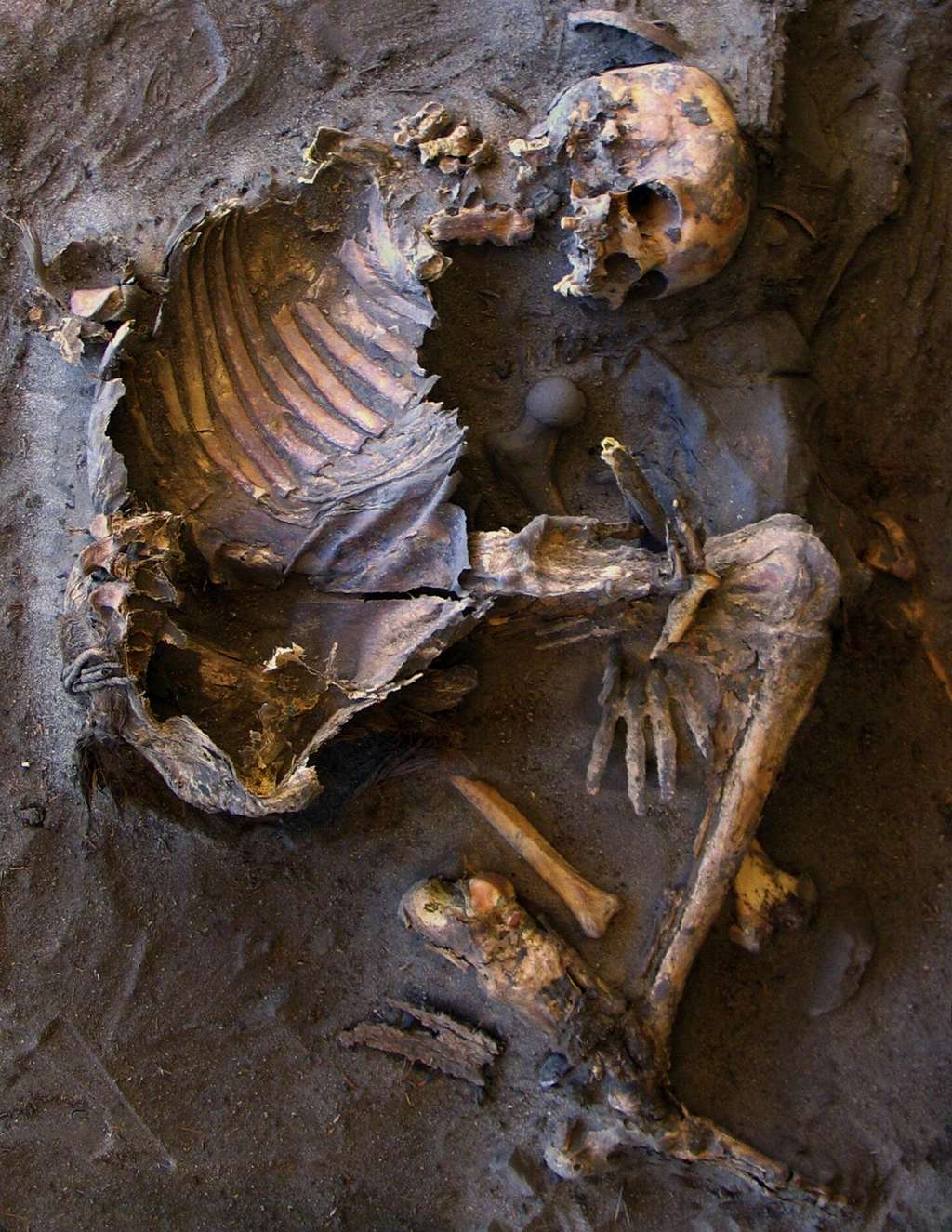 Le squelette d'une femme découverte dans la zone funéraire, un abri de roche dédié aux femmes et enfants. Elle avait entre 30 et 40 ans lorsqu'elle est morte. © R. Castelli