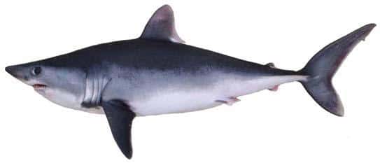 Le requin-taupe commun (<em>Lamna nasus</em>) porte également les surnoms de veau de mer, de maraîche ou de requin-marsouin. Il peut atteindre 3,5 m de long et préfère les eaux d’une température inférieure à 18 °C. © Noaa, DP